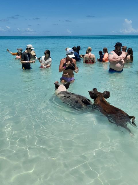 Nassau: Swim With Sharks, Swimming Pigs Tour - What to Bring