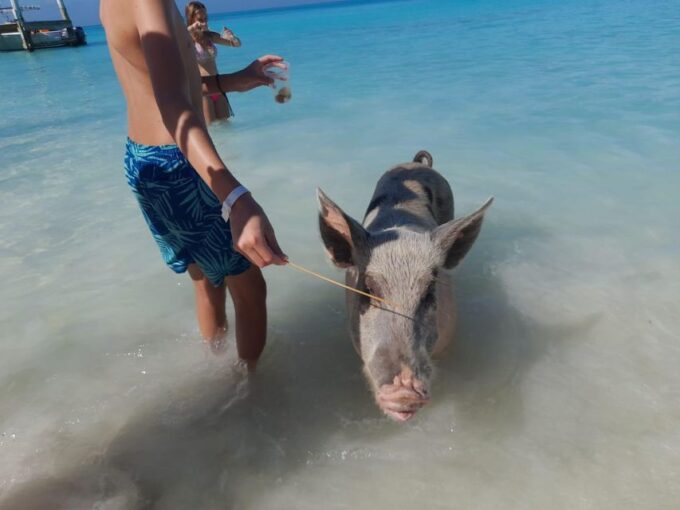 Nassau: Swim With Sharks, Swimming Pigs Tour - Booking and Availability