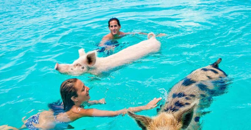 Nassau: Swim With the Pigs,Snorkeling, Rose Island Tour, Lux - Itinerary and Locations