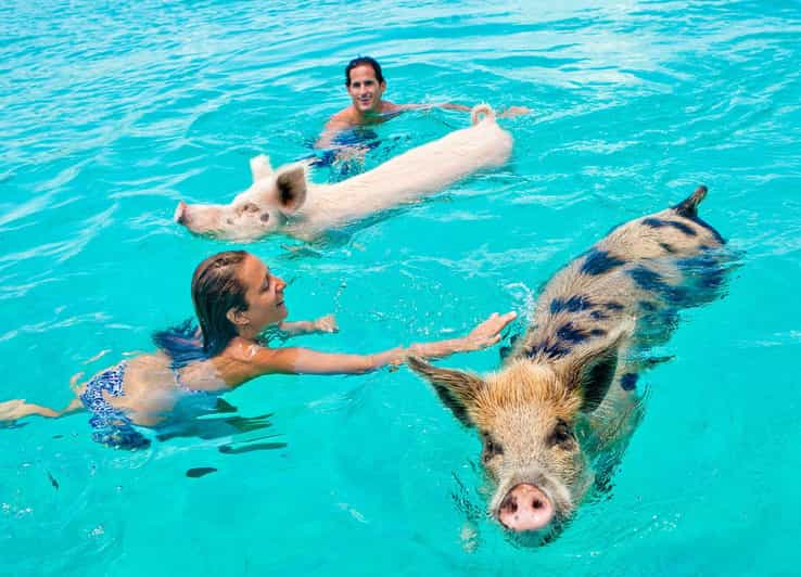 Nassau: Swim With the Pigs,Snorkeling, Rose Island Tour, Lux - Tour Highlights