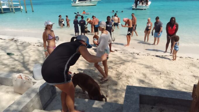 Nassau: Swimming Pigs Private Boat Tour - Up to 7 Persons - Transportation Options