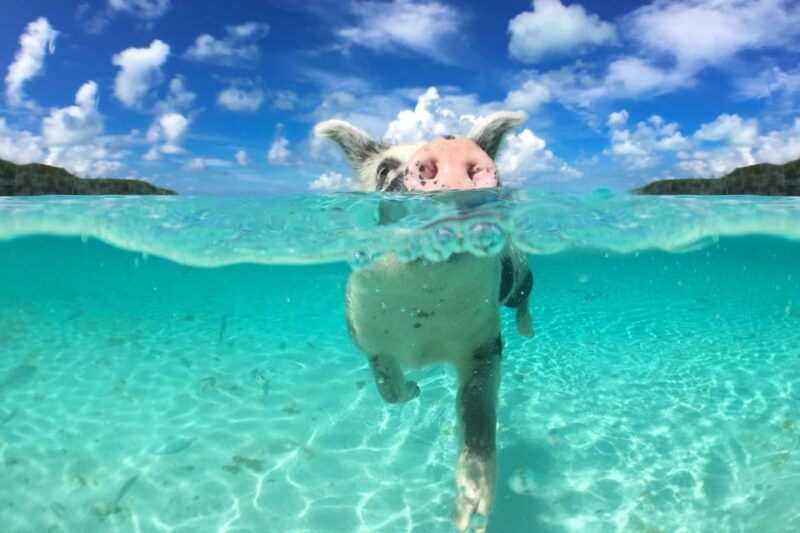 Nassau: Swimming Pigs, Snorkeling and Beach Boat Tour - Tour Location and Duration
