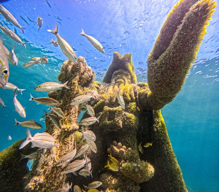 Nassau: Swimming Pigs, Snorkeling and Beach Boat Tour - Pricing and Availability