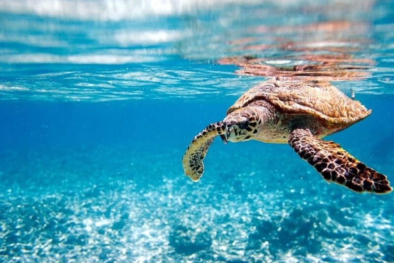 Nassau: Swimming Pigs & Snorkeling Boat Tour With Drinks - Athol Island