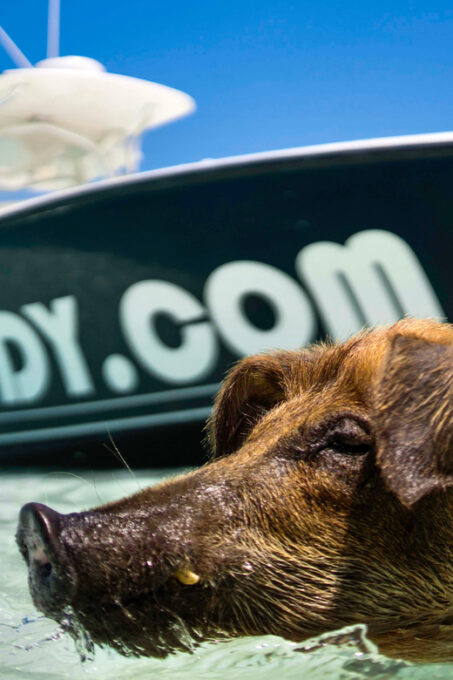 Nassau: Swimming Pigs & Snorkeling Boat Tour With Drinks - Return Boat Cruise