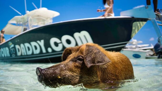 Nassau: Swimming Pigs & Snorkeling Boat Tour With Drinks - Inclusions