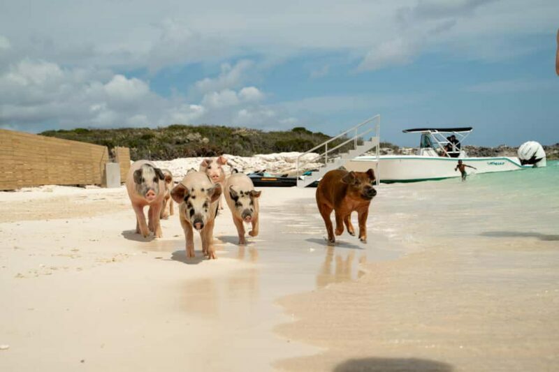 Nassau: Swimming Pigs, Snorkeling, Lunch, & Beach Boat Tour - Final Thoughts