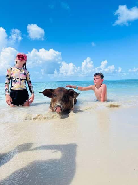 Nassau: Swimming Pigs, Turtles, Snorkel & More - A Closer Look at the Nassau: Swimming Pigs, Turtles, Snorkel & More Tour
