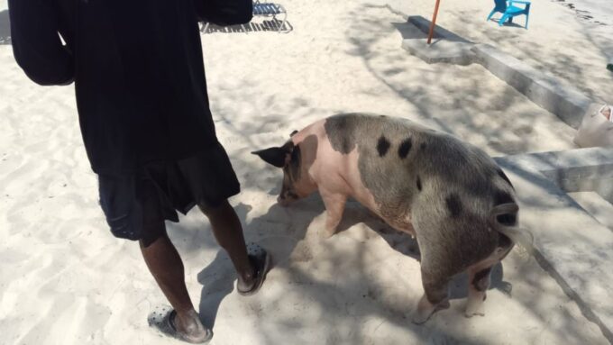 Nassau: Swimming With Pigs, Snorkeling, and Sightseeing Tour - Swimming With Pigs and Marine Life
