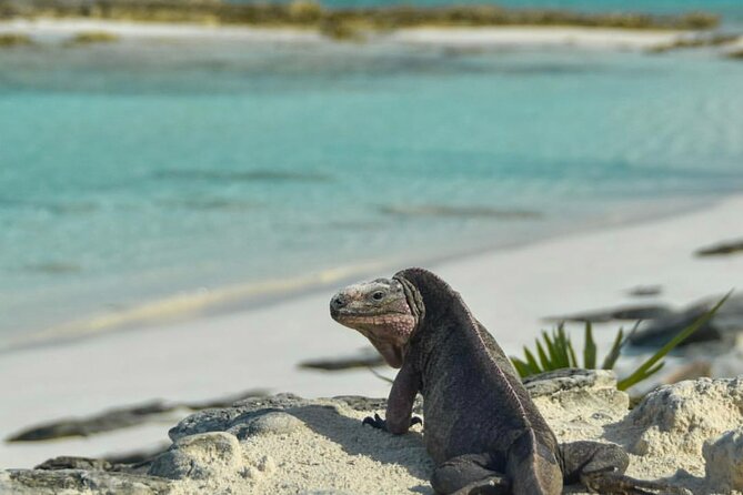 Nassau to Exuma Full-Day Trip Experience - Unique Experiences