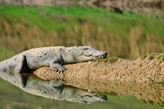 National Chambal Sanctuary With Shared River Safari & Transfers - Key Points
