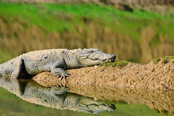 National Chambal Sanctuary With Shared River Safari & Transfers - Cancellation Policy