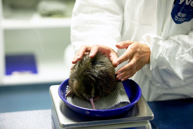 National Kiwi Hatchery - Kiwi Encounter Tour - Accessibility and Logistics