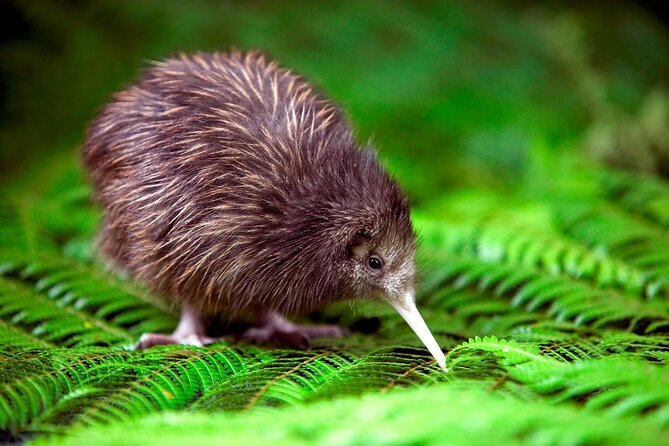 National Kiwi Hatchery - Kiwi Encounter Tour - Guided Tour Highlights
