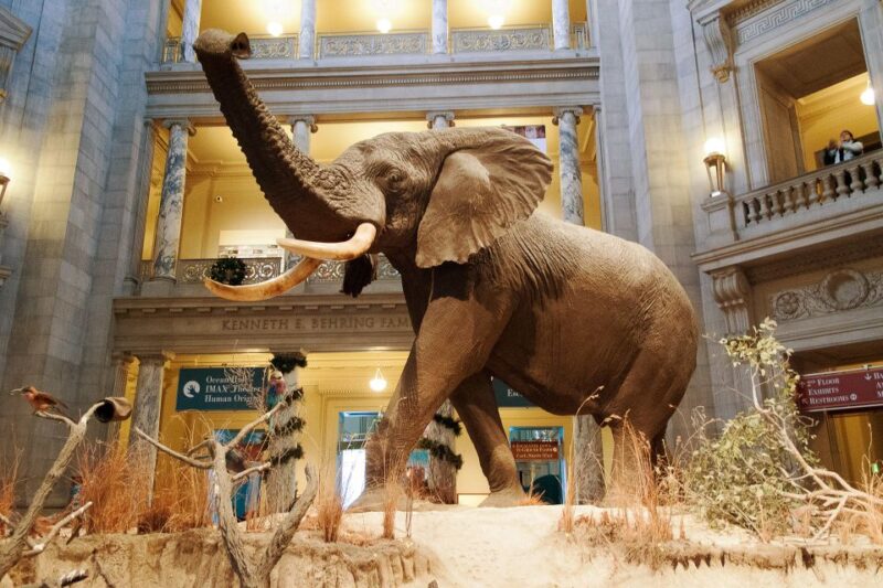 National Museum of Natural History Guided Tour - Booking Information