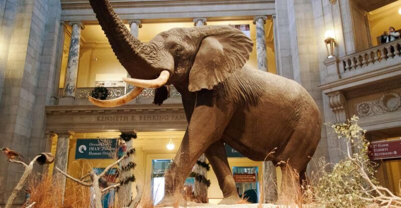 National Museum of Natural History Guided Tour - Customer Feedback