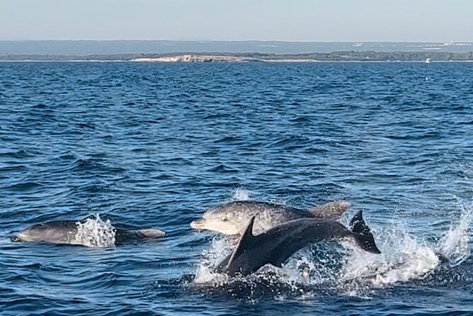 National Park Brijuni Tour From Pula With Dolphins, Sunset&Dinner - Tour Overview