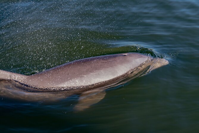 National Park Pedal Kayak Tours in New Smyrna Beach - Included Features