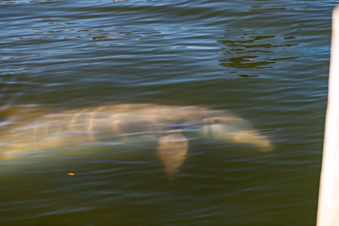 National Park Pedal Kayak Tours in New Smyrna Beach - Glowing Reviews