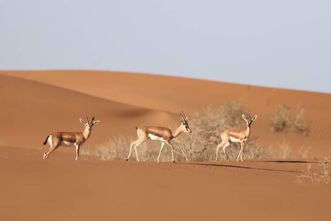 National Park Privat Safari Tour From Agadir and Taghazout - Tour Experience