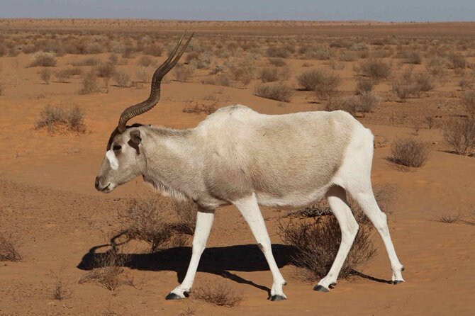 National Park Privat Safari Tour From Agadir and Taghazout - Pricing and Availability