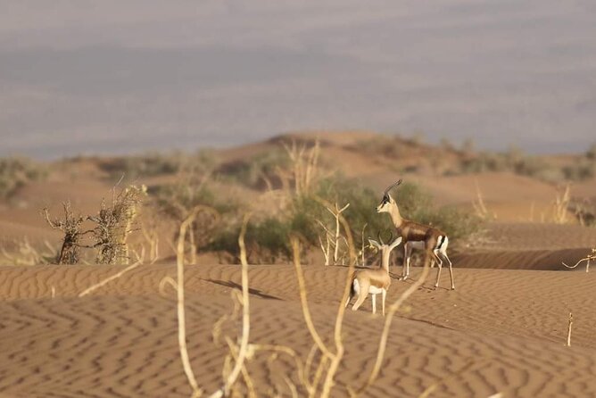 National Park Privat Safari Tour From Agadir and Taghazout - Personalized Attention From Guide