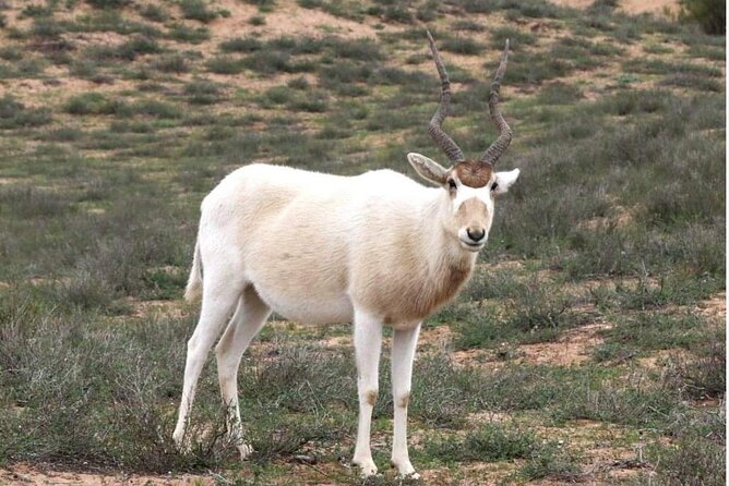 National Park Privat Safari Tour From Agadir and Taghazout - Reviews and Ratings