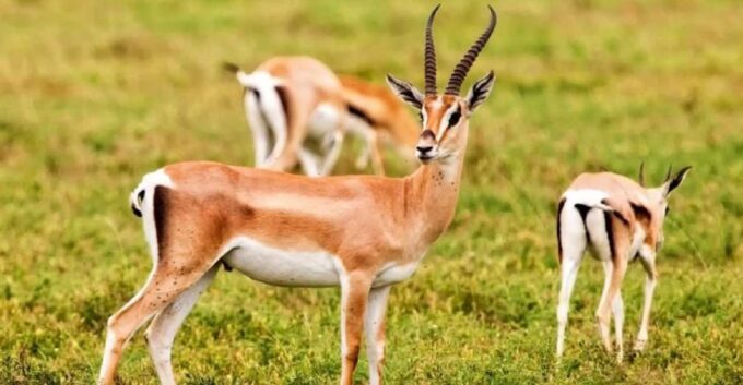 National Park & Sahara Desert With Lunch and Camel Ride - Park Wildlife and Landscapes