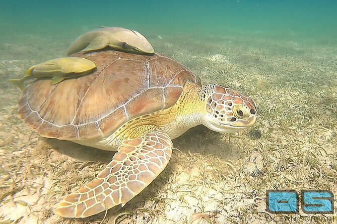 National Park Snorkeling Excursion - Positive Review Highlights