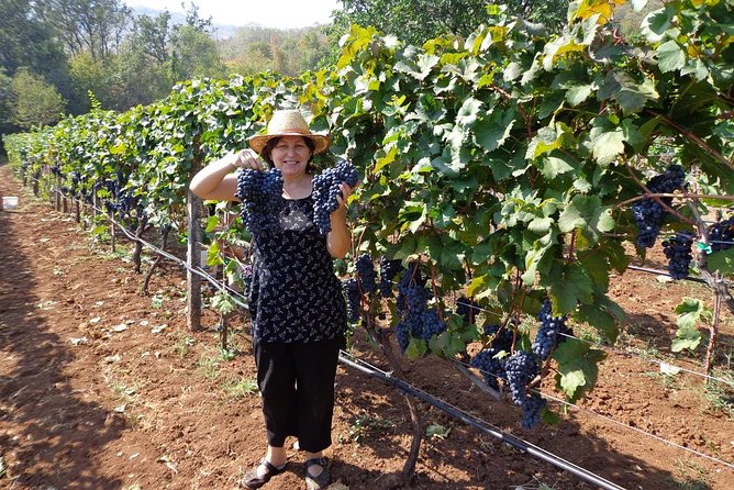 National Parks and Wine Tasting (Np Lovcen, NP Skadar Lake, Cetinje, Njegusi) - Transportation and Logistics