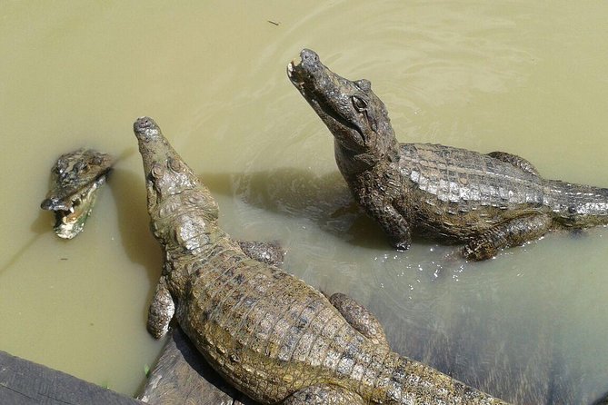 Native Aquatic Species, Jungle Hike & Animal Rescue Center -All Tickets Included - Inclusions and Exclusions