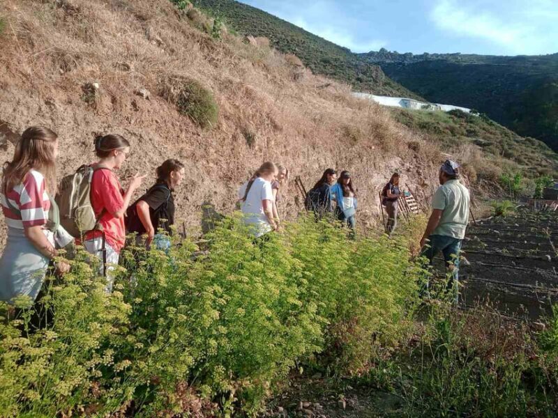 Native Vegetables Farm Tour & Organic Meal - Activities Involved