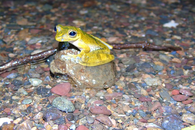 Nativos Corcovado Night Hike in DrakeBay - Group Size and Guides