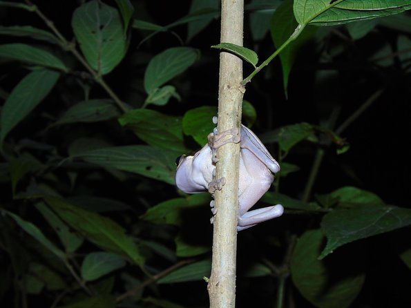 Nativos Corcovado Night Hike in DrakeBay - Exploring Nocturnal Wildlife