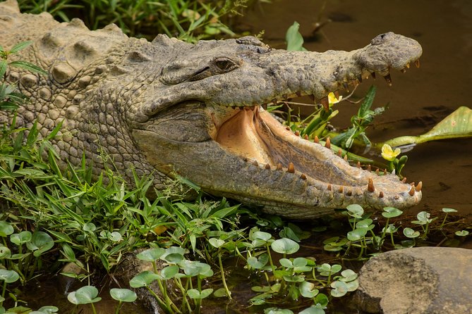 Natura Eco Park Admission - Visitor Experience and Highlights