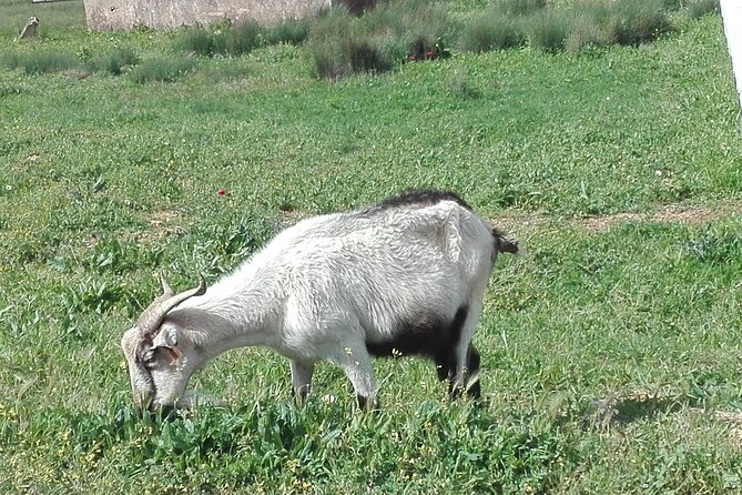 NATURA TOUR - Countryside of Lagos - ECO TUK and LOCAL Guide - Booking and Availability