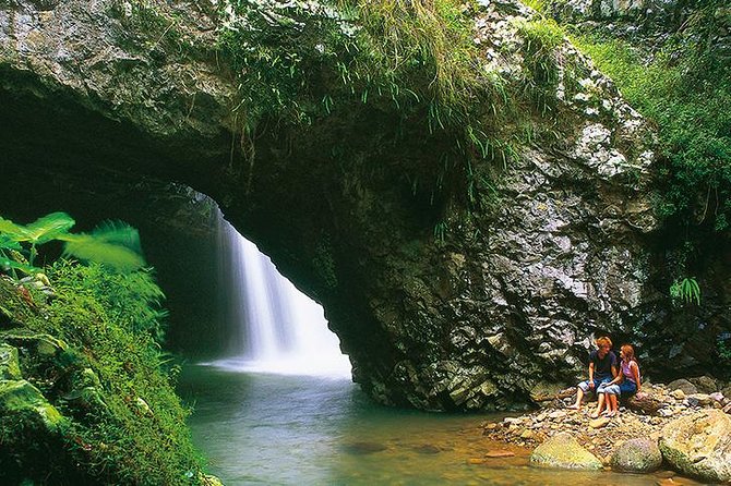 Natural Bridge Glow Worm Night Tour From Gold Coast - Pricing and Availability