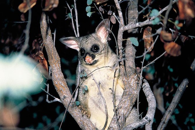 Natural Bridge Glow Worm Night Tour From Gold Coast - Packing Essentials