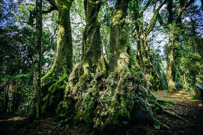 Natural Bridge & Springbrook Waterfalls Tour - UNESCO-listed Rainforests