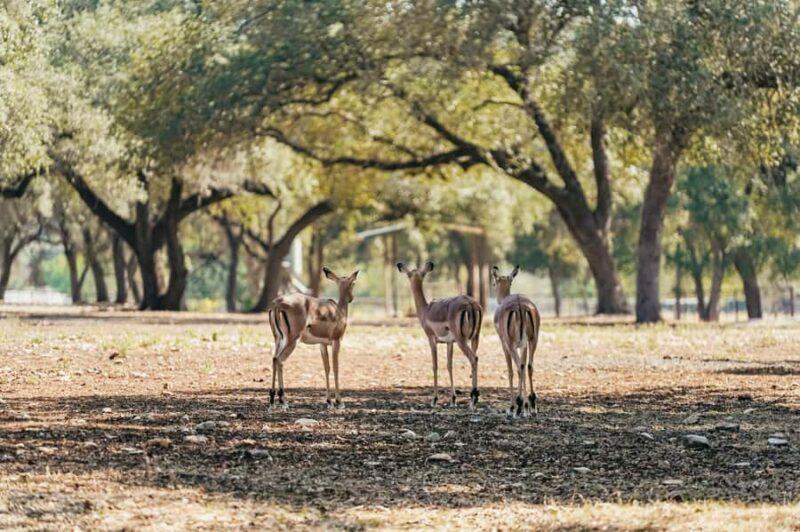 Natural Bridge Wildlife Ranch: Self-Guided Safari Drive-Thru - Exploring the Experience in Detail
