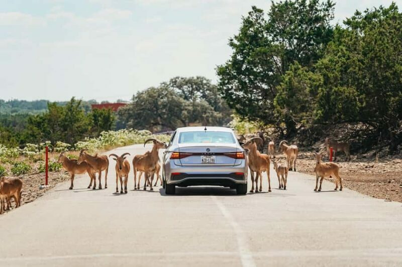 Natural Bridge Wildlife Ranch: Self-Guided Safari Drive-Thru - Authenticity and Visitor Feedback