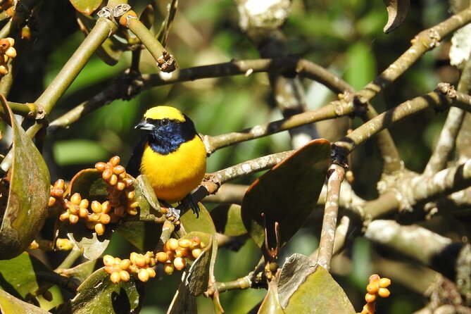Natural History Tour at Curi Cancha Reserve in Monteverde - Tour Overview