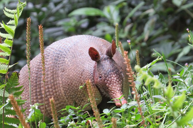 Natural History Tour at Curi Cancha Reserve in Monteverde - Monteverdes Ecological Diversity