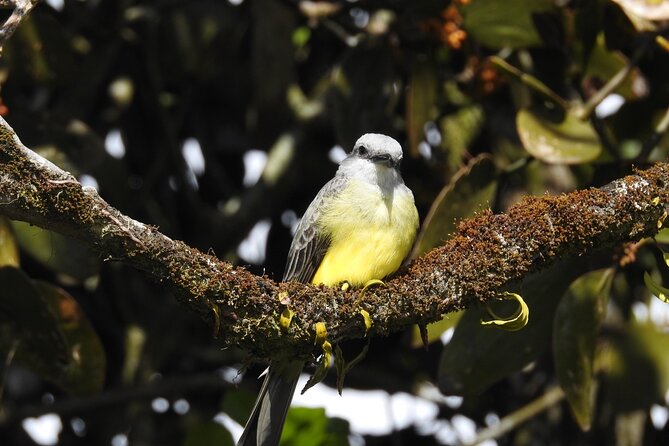 Natural History Walking Tour in Monteverde Cloud Forest Reserve - Experience Highlights