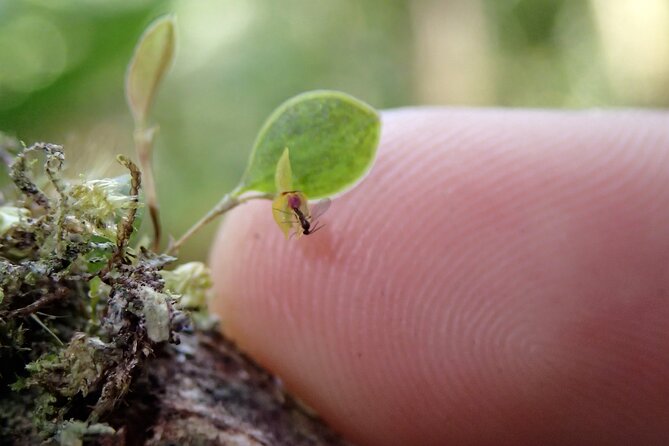 Natural History Walking Tour in Monteverde Cloud Forest Reserve - Personalized Attention