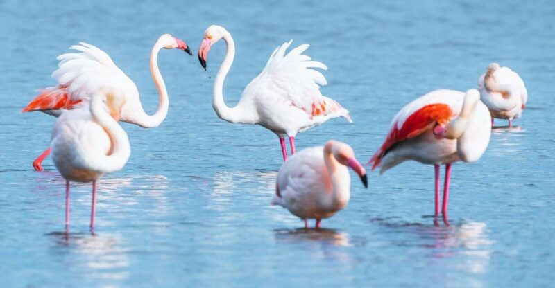 Natural Park of Albufera Des Grau: Hiking & Bird Watching - Diverse Ecosystems