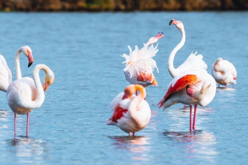 Natural Park of Albufera Des Grau: Hiking & Bird Watching - Tranquil Trails