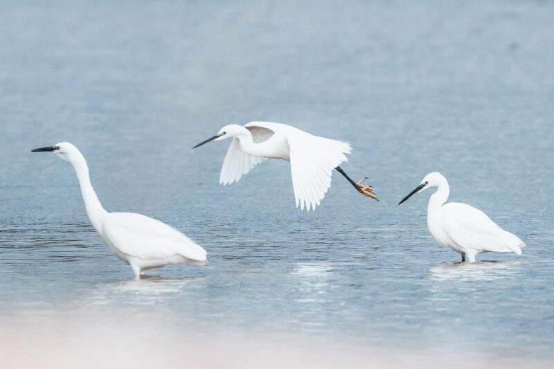 Natural Park of Albufera Des Grau: Hiking & Bird Watching - Wildlife Viewing