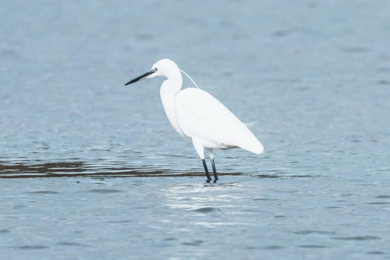Natural Park of Albufera Des Grau: Hiking & Bird Watching - Route Adaptability