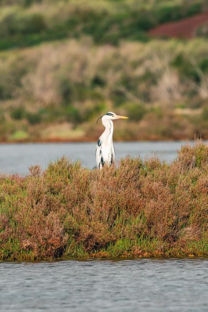 Natural Park of Albufera Des Grau: Hiking & Bird Watching - Frequently Asked Questions